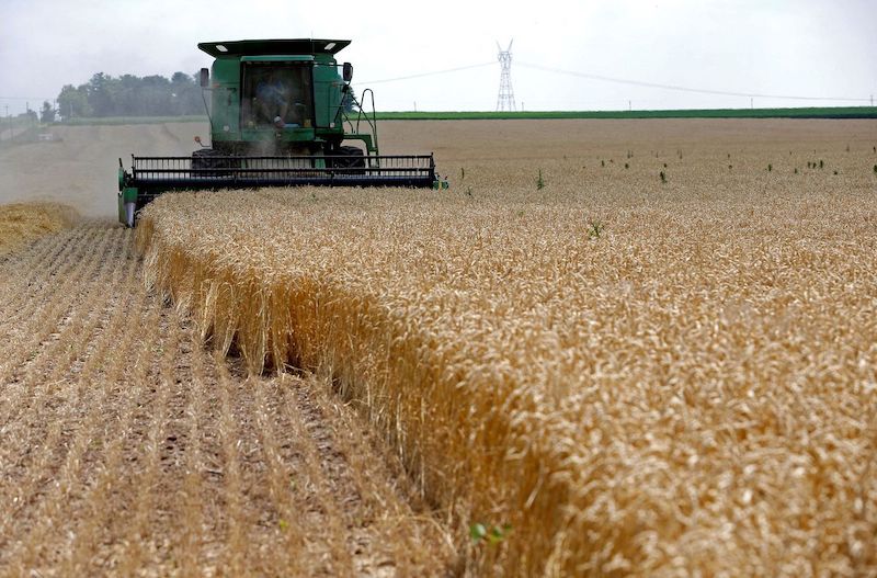 A combine drives over stalks of soft red winter wheat during the harvest on a farm in Dixon, Illinois, July 16, 2013. REUTERS/Jim Young