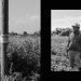 A sign on a utility pole to deter hunters, near the old Scott-family homestead, Drew, Mississippi; Willena's brother Isaac Daniel Scott Sr. amid soybeans in Mound Bayou. // Zora J. Murff