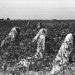 Whose cotton is it? Photographer: Russell Lee/Archive Photos/Getty Images