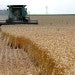 A combine drives over stalks of soft red winter wheat during the harvest on a farm in Dixon, Illinois, July 16, 2013. REUTERS/Jim Young