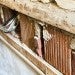 The removal of drywall during mold remediation is seen after a basement flood. Catherine McQueen/Getty Images