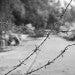 black and white photo with barbed wire in focus, RARE Workgroup