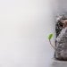Plant growing out of a crack between rocks, Rice University Sociology RARE Workgroup